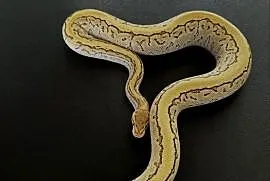 Piękny Pinstripe Lesser Yellowbelly 100%het clown