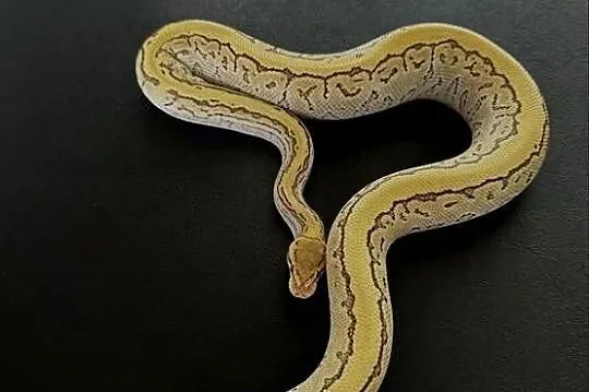 Piękny Pinstripe Lesser Yellowbelly 100%het clown