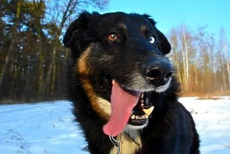Krabik - piękny, spokojny, duży psiak do adopcji. FILMIKI,  Kundelki cała Polska