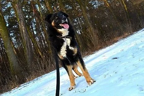 Krabik - piękny, spokojny, duży psiak do adopcji. 