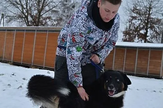 Krabik - piękny, spokojny, duży psiak do adopcji. 