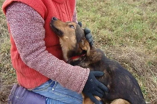 Młody,ostrożny DOREK