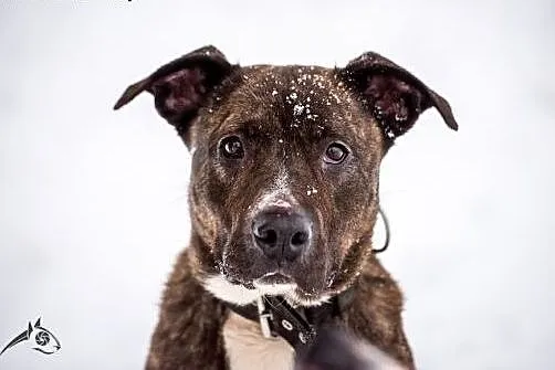 SAWANA - mistrzyni aportu, wzór wierności, gejzer 