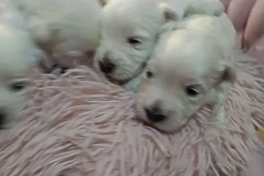 West Highland White Terrier. Do odbioru na Mikołaja, Małopolskie, Balice
