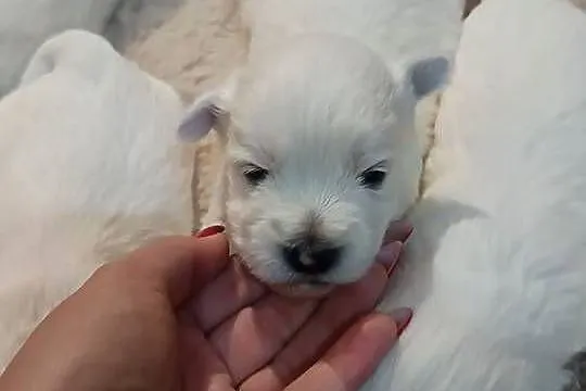 West Highland White Terrier. Do odbioru na Mikołaja, Małopolskie, Balice