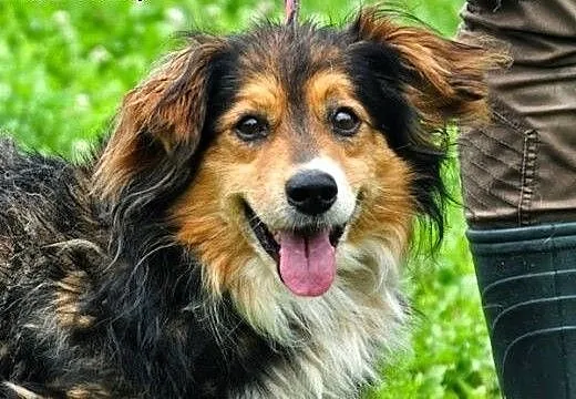 Tadeusz - pies z charyzmą :), warmińsko-mazurskie