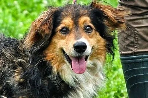 Tadeusz - pies z charyzmą :),  warmińsko-mazurskie