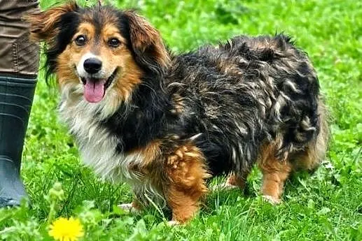 Tadeusz - pies z charyzmą :),  warmińsko-mazurskie