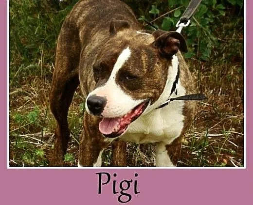 Amstaff. Kochająca, przyjacielska suczka Pigi -ado