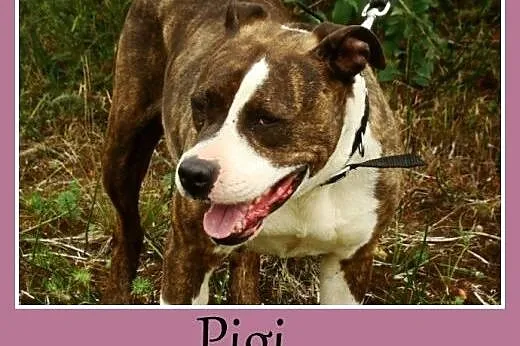 Amstaff. Kochająca, przyjacielska suczka Pigi -ado