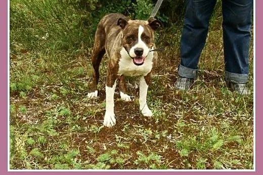 Amstaff. Kochająca, przyjacielska suczka Pigi -ado