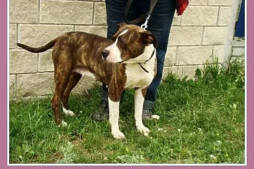 Amstaff. Kochająca, przyjacielska suczka Pigi -ado