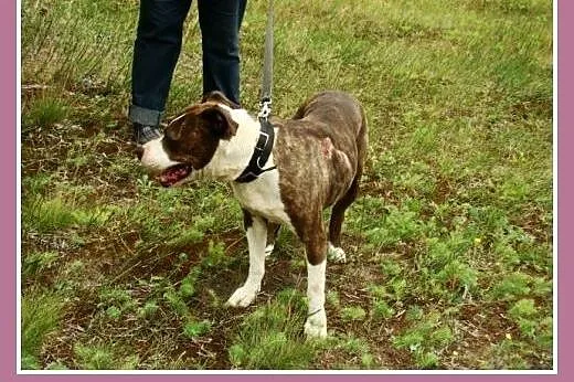 Amstaff. Kochająca, przyjacielska suczka Pigi -ado