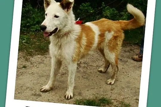 Młody,11 m-cy,radosny ,przyjacielski,zabawowy psia
