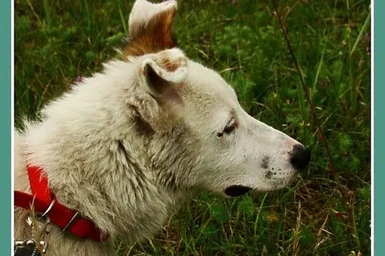 Młody,11 m-cy,radosny ,przyjacielski,zabawowy psia