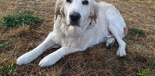 Golden Retriever JOLY - do adopcji, dolnośląskie