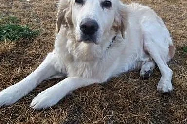 Golden Retriever JOLY - do adopcji, dolnośląskie Wrocław