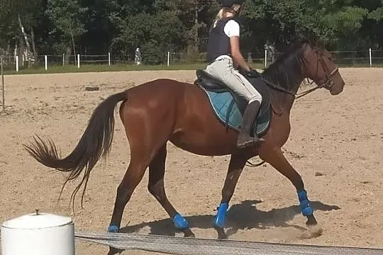 Sprzedam klacz SP, , 