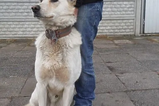 Ikar-cudo nie pies. Najlepszy z charakteru w całym