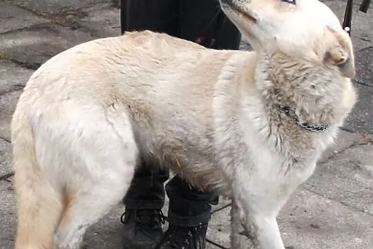 Ikar-cudo nie pies. Najlepszy z charakteru w całym