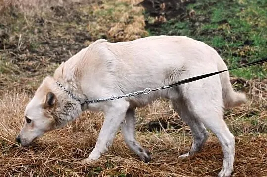 Ikar-cudo nie pies. Najlepszy z charakteru w całym