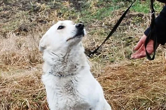 Ikar-cudo nie pies. Najlepszy z charakteru w całym