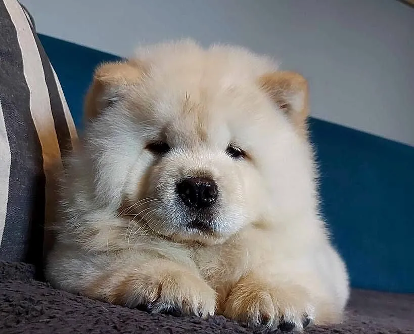 Chow Chow szczenięta FCI/ZKwP, Warmińsko-mazurskie, Nowe Miasto Lubawskie