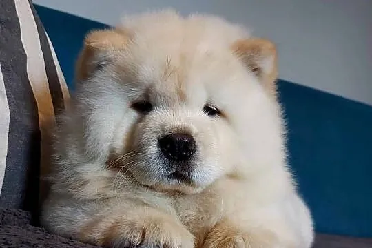 Chow Chow szczenięta FCI/ZKwP, Warmińsko-mazurskie, Nowe Miasto Lubawskie