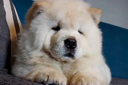 Chow Chow szczenięta FCI/ZKwP, Warmińsko-mazurskie, Nowe Miasto Lubawskie