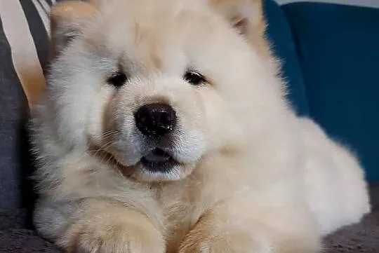 Chow Chow szczenięta FCI/ZKwP, Warmińsko-mazurskie, Nowe Miasto Lubawskie