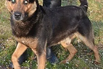 Niewidomy, zagubiony w schronisku Bili szuka przyj