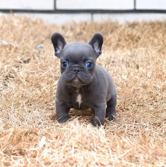 Szczenięta buldoga francuskiego na sprzedaż*****************, , Wrocisławice
