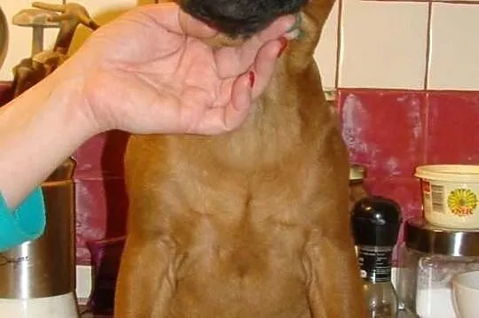 Staffordshire Bull Terrier , staffik - rudy piesek