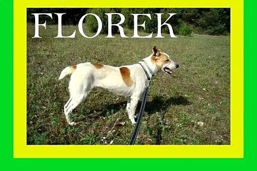 19kg,kocha człowieka,przyjacielski,przytulaśny,pies FLOREK,  małopolskie Kraków