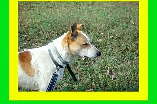 19kg,kocha człowieka,przyjacielski,przytulaśny,pie