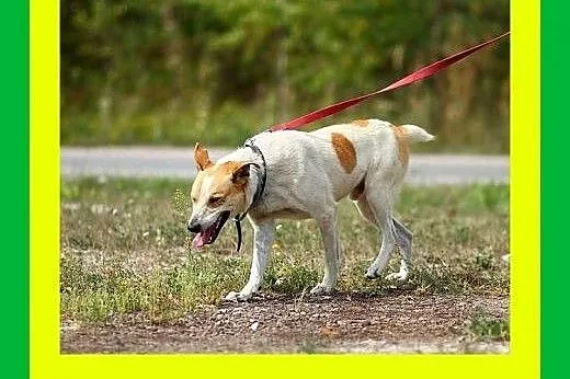 19kg,kocha człowieka,przyjacielski,przytulaśny,pie