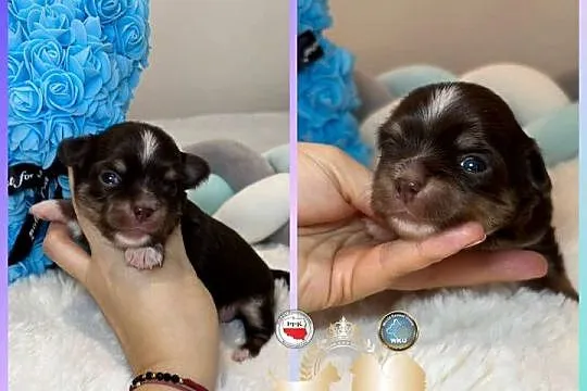 Chihuahua piesek długowłosy tri color czekoladowy badania DNA ,rodowód