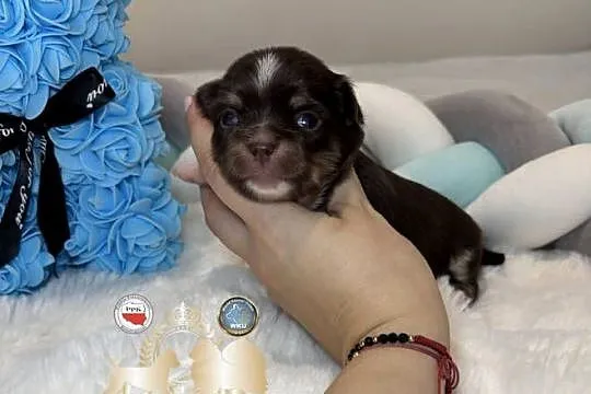 Chihuahua piesek długowłosy tri color czekoladowy badania DNA ,rodowód, Łódzkie, Bełchatów