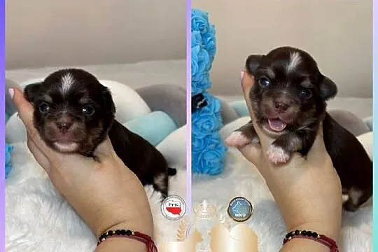Chihuahua piesek długowłosy tri color czekoladowy badania DNA ,rodowód, Łódzkie, Bełchatów