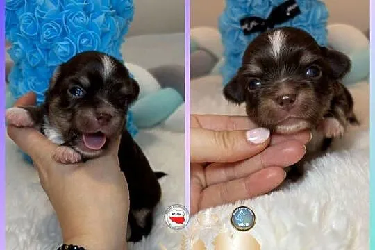 Chihuahua piesek długowłosy tri color czekoladowy badania DNA ,rodowód, Łódzkie, Bełchatów