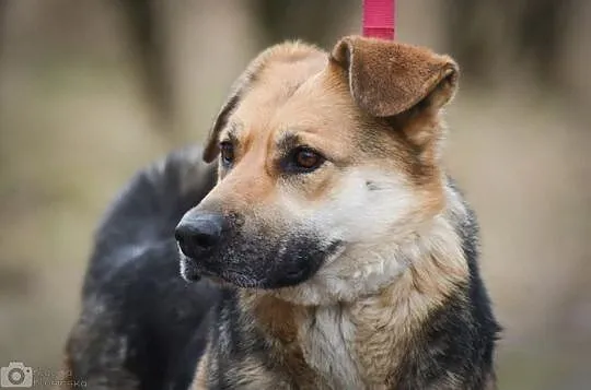 Mia, psi ANIOŁ, spokojna, przyjazna, młodziutka su