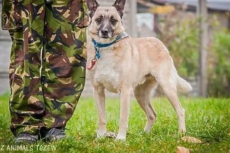 OTOZ Animals - Ramzes - fajny, wesoły mieszaniec z