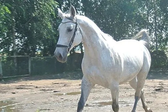 *** Sprzedam klacz SP ***, , 