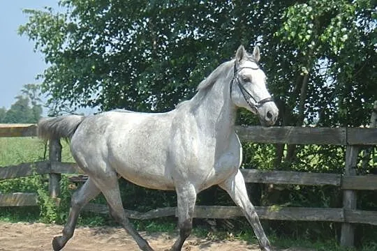 *** Sprzedam klacz SP ***, , 
