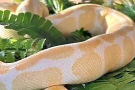 Pyton Królewski ALBINO + Duże Terrarium MDF 120x60x50 cm!