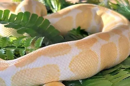 Pyton Królewski ALBINO + Duże Terrarium MDF 120x60x50 cm!