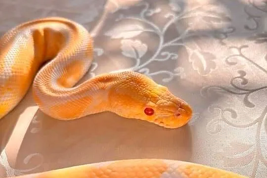Pyton Królewski ALBINO + Duże Terrarium MDF 120x60x50 cm!, Mazowieckie, Płock