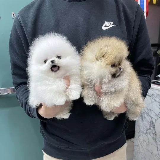 Pomeraniana Szczenięta miniaturowe dostępne dla kochających domów., Wielkopolskie, Poznań