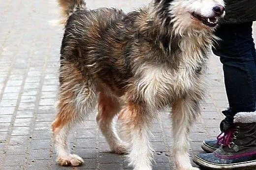 KOLOMBO oryginalny, piękny, kontaktowy pies szuka 