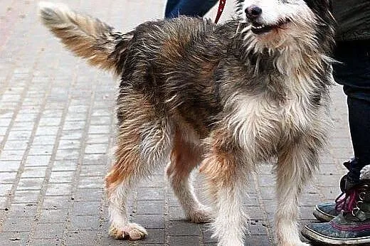 KOLOMBO oryginalny, piękny, kontaktowy pies szuka 